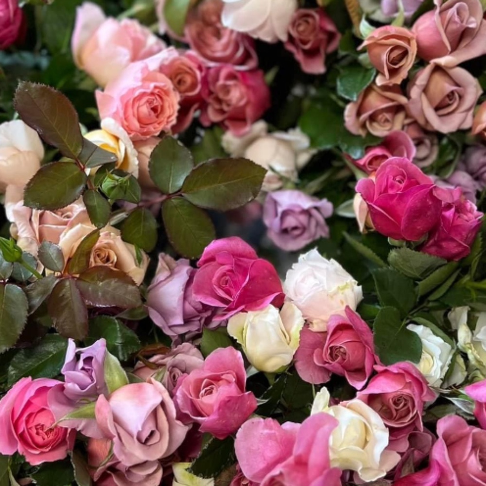 Meet your Posher, Lori